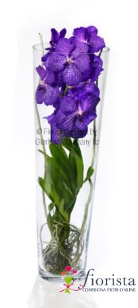 Pianta di orchidea Vanda in vaso di vetro