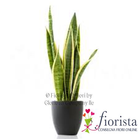 Pianta di Sansevieria