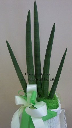 Pianta di spaghetti Sanseveria